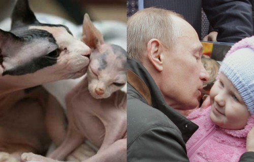 Putin-Cat-3