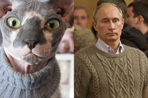 Vladimir Putin is a Hairless Cat | Flippers & Feathers