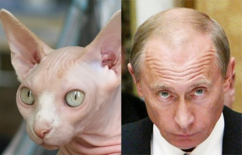 vladamir_putin_cat