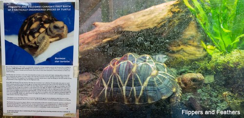 The first Burmese Star Tortoise born in captivity