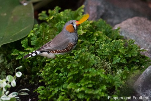 FNF Bloedel 14