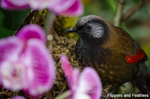 FNF Bloedel 20