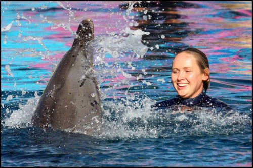 A dolphin and its trainer during the new show "Affinity". Photo courtesy of Lawrence J McGill (Facebook: EX Photography. Instagram: xposed68)
