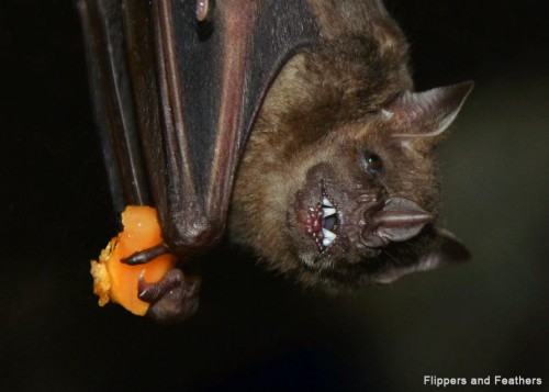 A Jamaican Fruit Bat in the Amazon gallery.