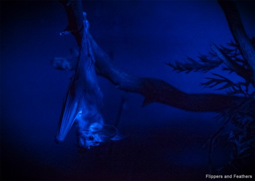 A Ghost Bat at the Adelaide Zoo. Ghost Bats are vulnerable to extinction.