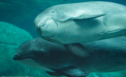 Rest In Peace Jack, and May Your Legacy Live On.  (Vancouver Aquarium)